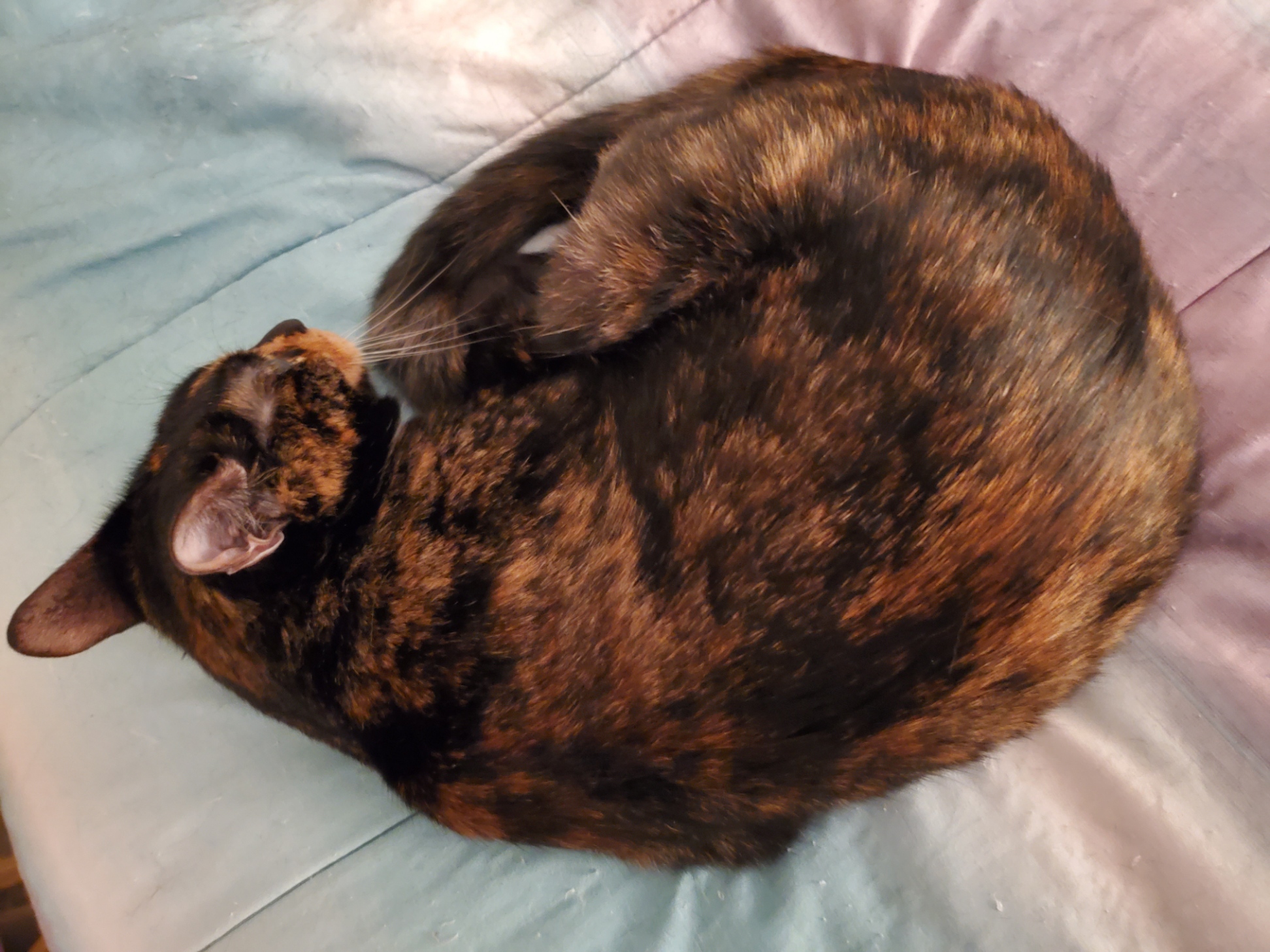 An image exhibiting Mochi's back fur. She lays curled up and the picture is taken
                from overhead.